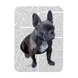 Fransk Bulldog Plain Magnet