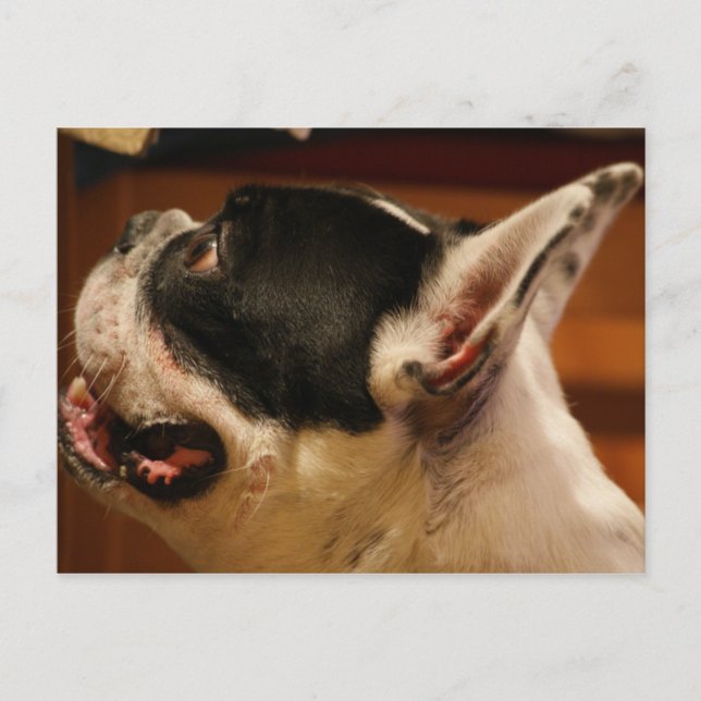 fransk-bulldog.png vykort (Framsida)