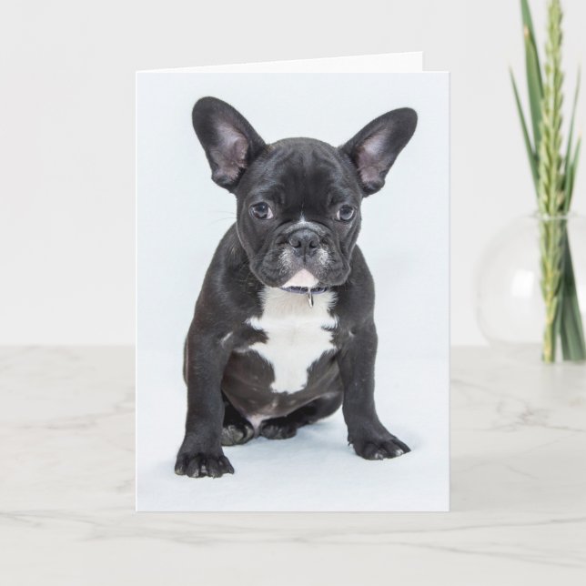 Fransk Bulldog Porträtt Kort (Framsida)
