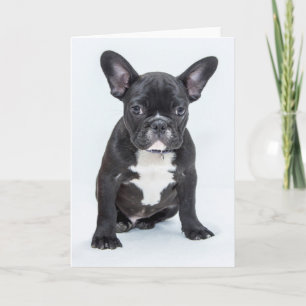 Fransk Bulldog Porträtt Kort