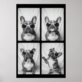 Fransk Bulldog Porträtt Poster
