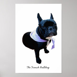 Fransk Bulldog Poster