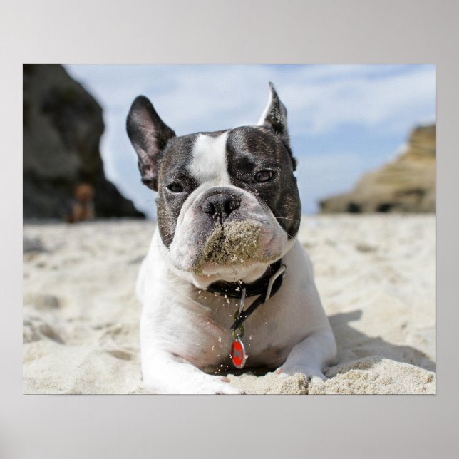 fransk bulldog poster (Framsidan)