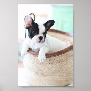 Fransk Bulldog poster