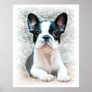 Fransk bulldog poster