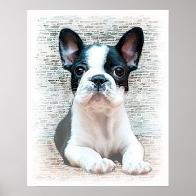 Fransk bulldog poster (Framsidan)