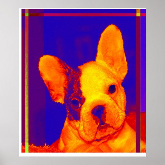 fransk bulldog poster (Framsidan)