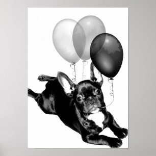 Fransk Bulldog poster
