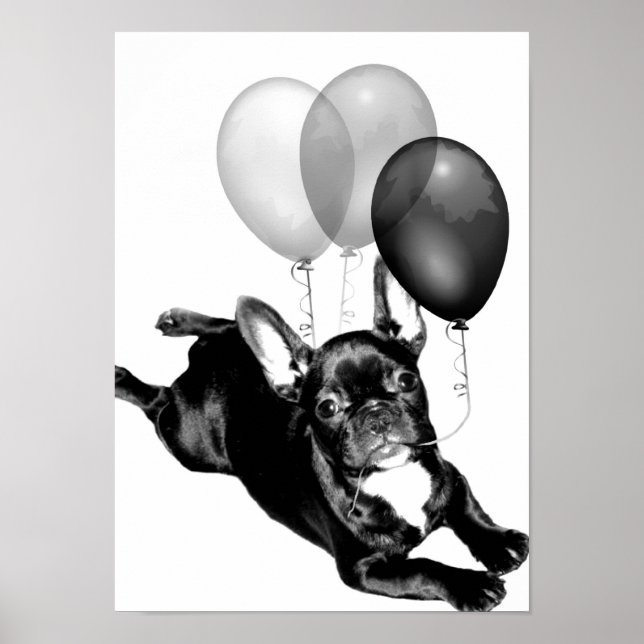 Fransk Bulldog poster (Framsidan)