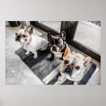 Fransk bulldog