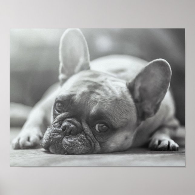 Fransk Bulldog poster (Framsidan)