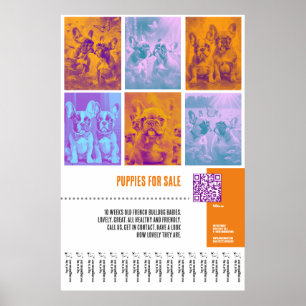 Fransk Bulldog Puppies for Sale Big poster