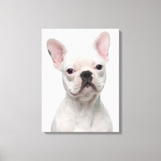 Fransk Bulldog Puppy (5 månader gammal) Canvastryck