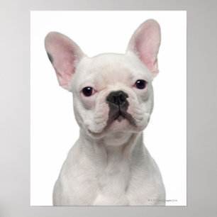 Fransk Bulldog Puppy (5 månader gammal) Poster