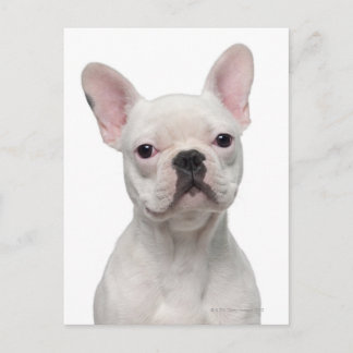 Fransk Bulldog Puppy (5 månader gammal) Vykort