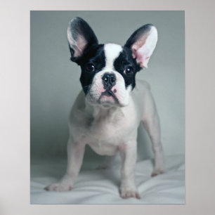 Fransk Bulldog Puppy Attention Poster