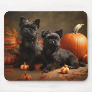 Fransk Bulldog Puppy Autumn Delight Pumpkin Musmatta