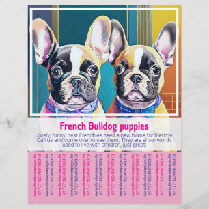 Fransk Bulldog Puppy Flyer