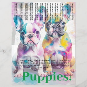 Fransk Bulldog Puppy Flyer