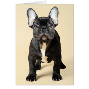 Fransk Bulldog Puppy Hälsningskort