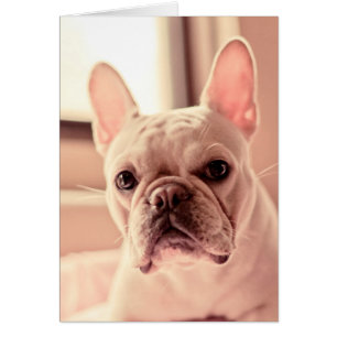 Fransk Bulldog Puppy Hälsningskort