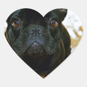 Fransk Bulldog Puppy! Hjärtformat Klistermärke