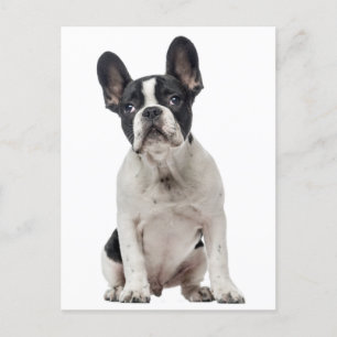Fransk Bulldog Puppy Hund - Kärlek, Hej, tack Vykort