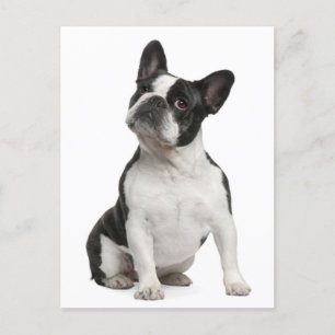 Fransk Bulldog Puppy Hund-vykort Vykort