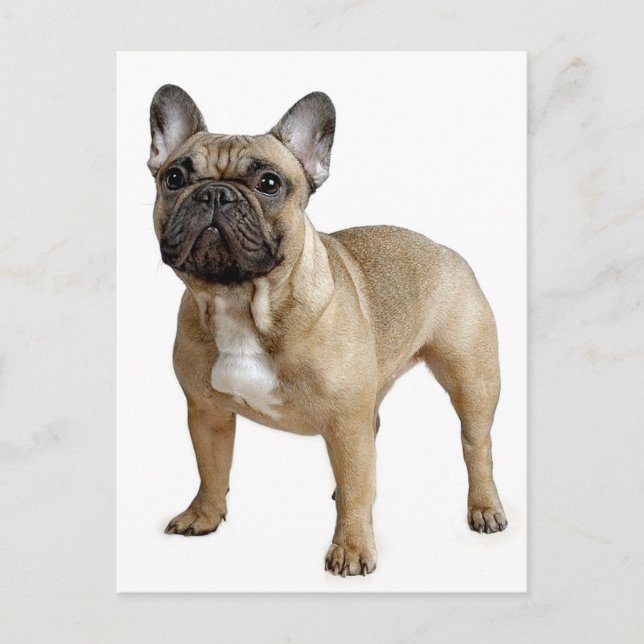 Fransk Bulldog Puppy Hund-vykort Vykort (Framsida)