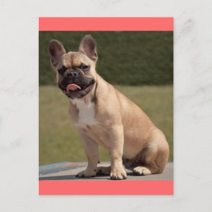 Fransk Bulldog Puppy Hund-vykort Vykort