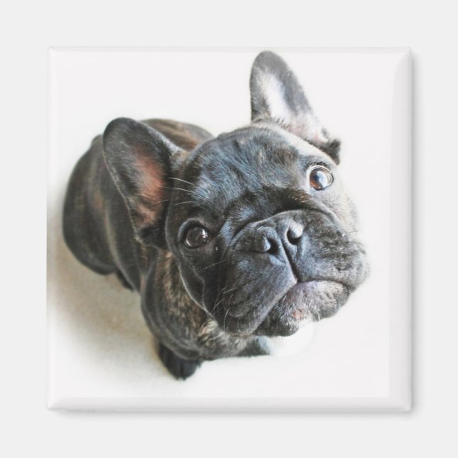 Fransk Bulldog Puppy Magnet (Framsidan)