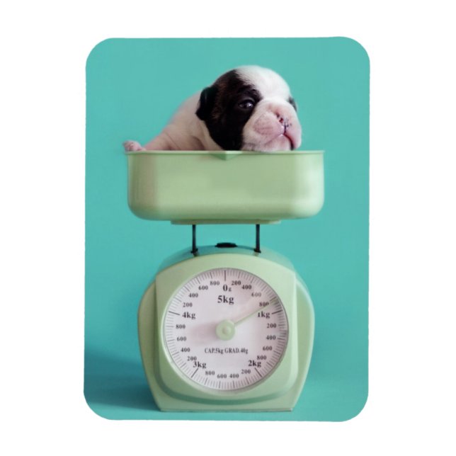Fransk Bulldog Puppy Magnet (Vertikal)