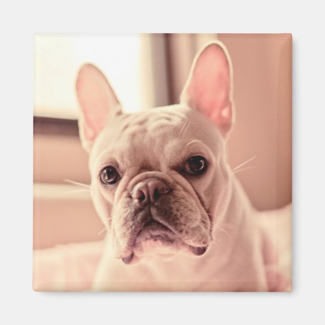 Fransk Bulldog Puppy Magnet (Framsidan)