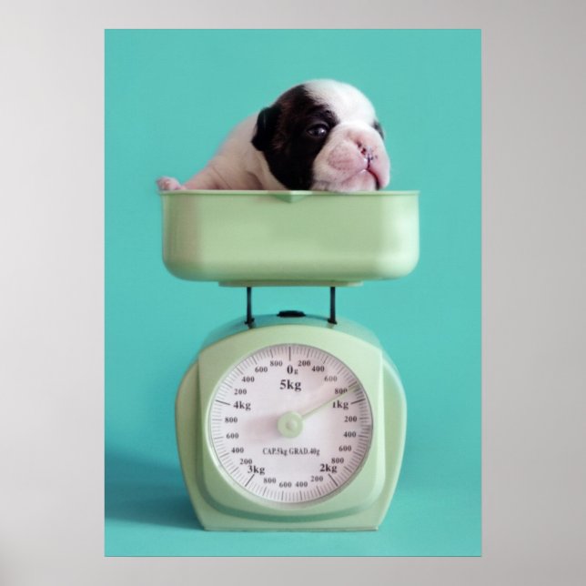 Fransk Bulldog Puppy Poster (Framsidan)