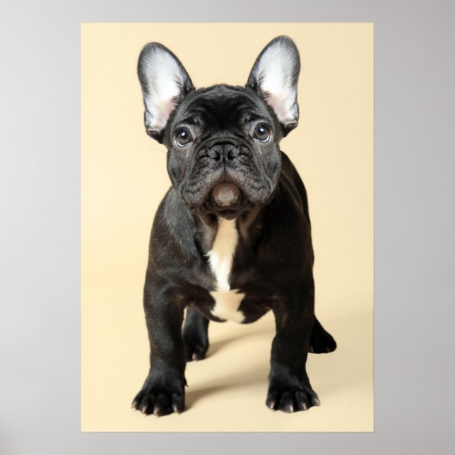 Fransk Bulldog Puppy Poster (Framsidan)