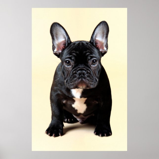 Fransk Bulldog Puppy Sitta Poster (Framsidan)