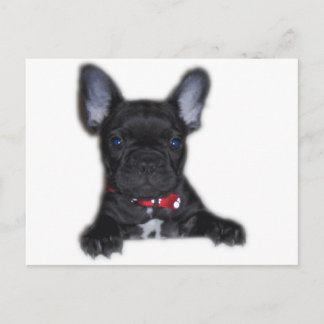 Fransk Bulldog Puppy Vykort