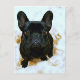 Fransk Bulldog Puppy! Vykort
