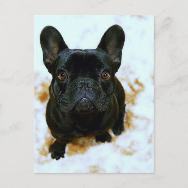 Fransk Bulldog Puppy! Vykort (Framsida)