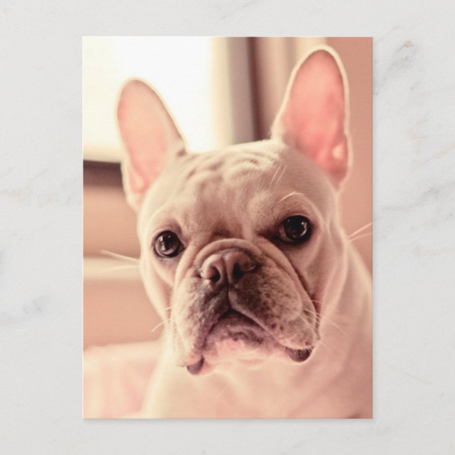Fransk Bulldog Puppy Vykort (Framsida)