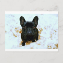 Fransk Bulldog Puppy!