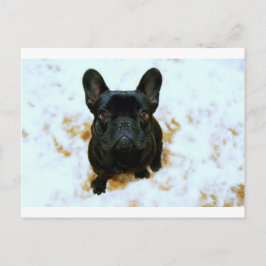 Fransk Bulldog Puppy! Vykort