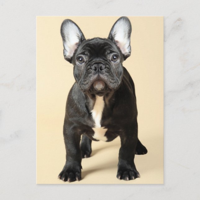Fransk Bulldog Puppy Vykort (Framsida)