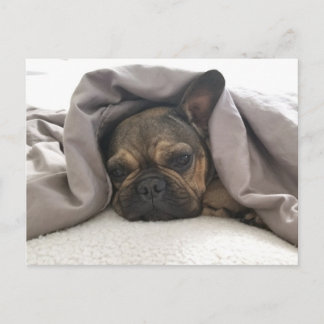 FRANSK BULLDOG RESTAR AVSLAPPNING POSTCROSSING VYKORT