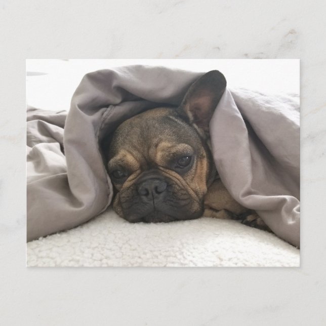 FRANSK BULLDOG RESTAR AVSLAPPNING POSTCROSSING VYKORT (Framsida)