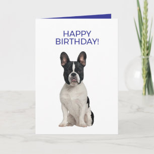 Fransk Bulldog Simple Minimal Grattis på födelseda Kort