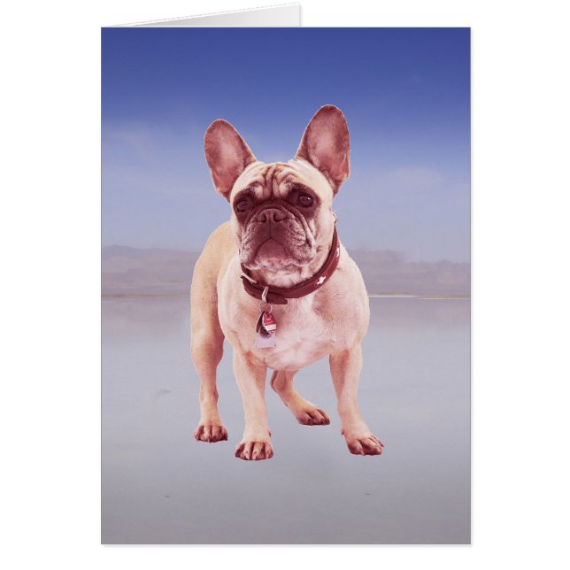 Fransk Bulldog Sitta på strand Hälsningskort (Framsidan)