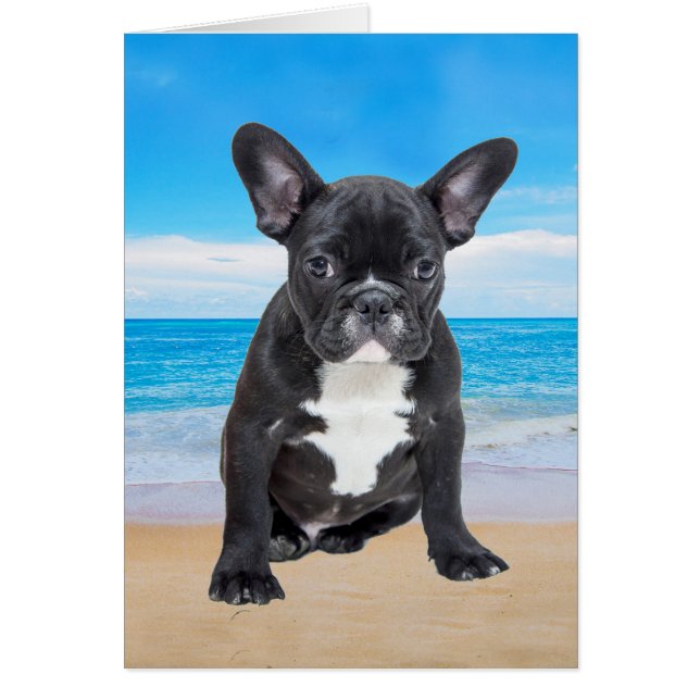 Fransk Bulldog Sitta på stranden Hälsningskort (Framsidan)