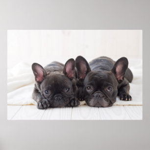 Fransk Bulldog Snuggling på en Blanket Poster