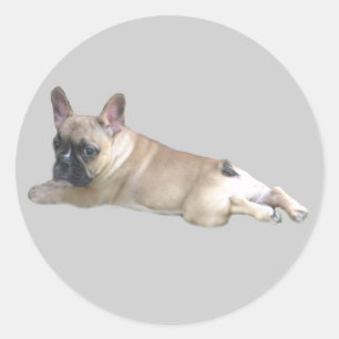Fransk Bulldog Sticker Runt Klistermärke